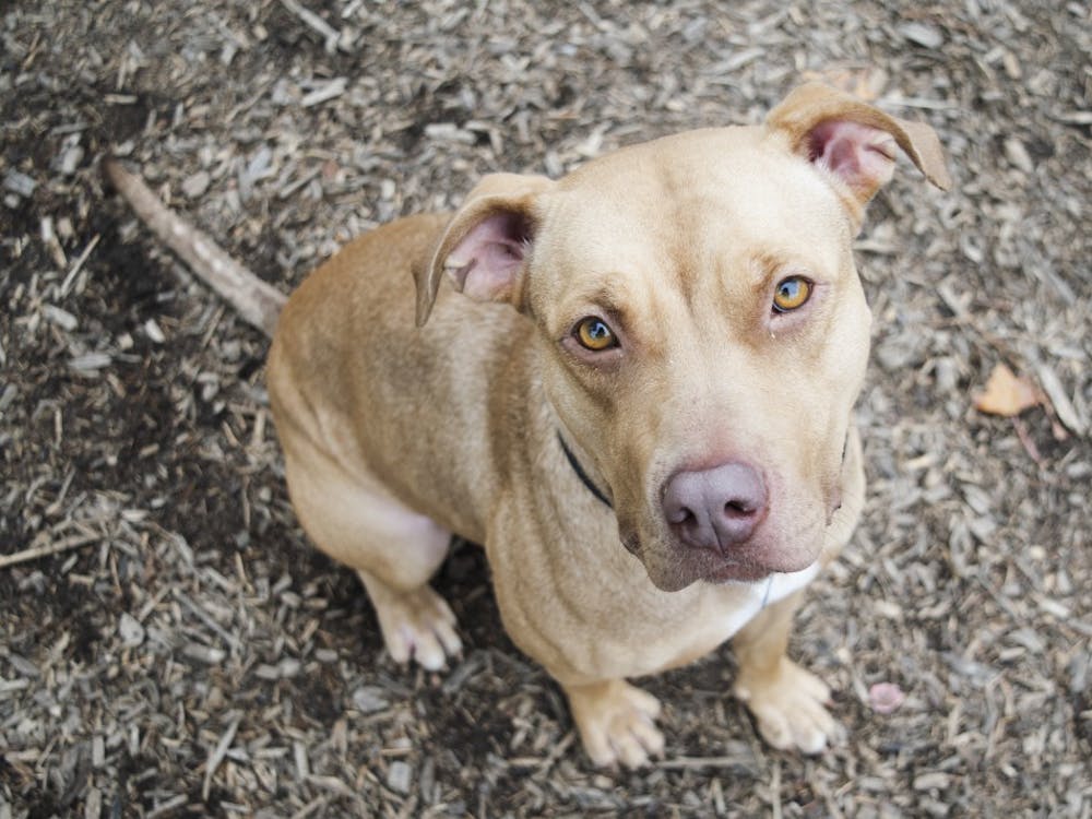 Dolly, a two-year-old pit bull, sits in the yard of the Bloomington Animal Shelter on Wednesday afternoon. People sometimes mistakenly think of pit bulls as being aggressive or having trouble with other dogs or kids, Animal Shelter Director Virgil Sauder said.
