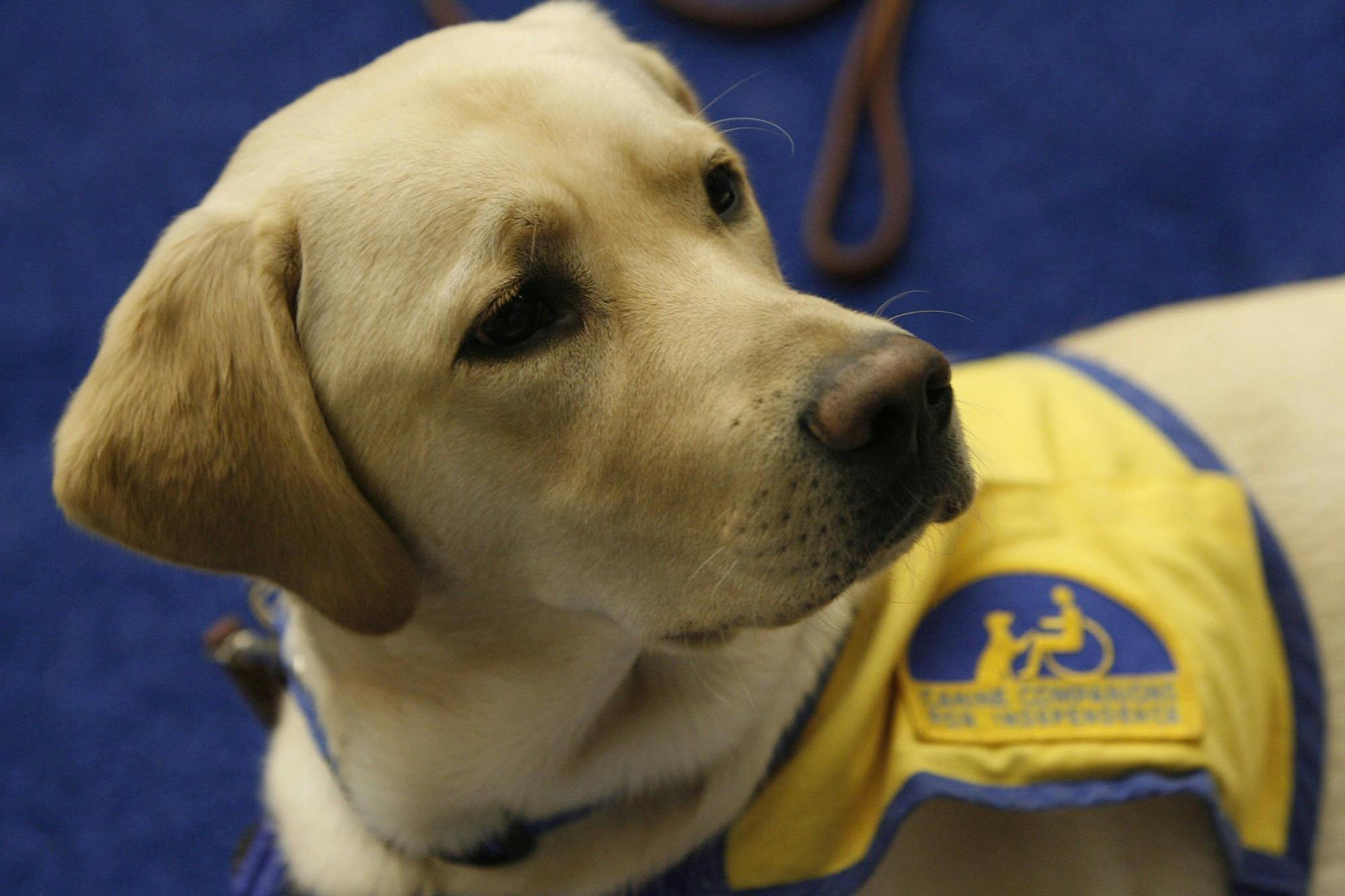 wiresupportanimals012220