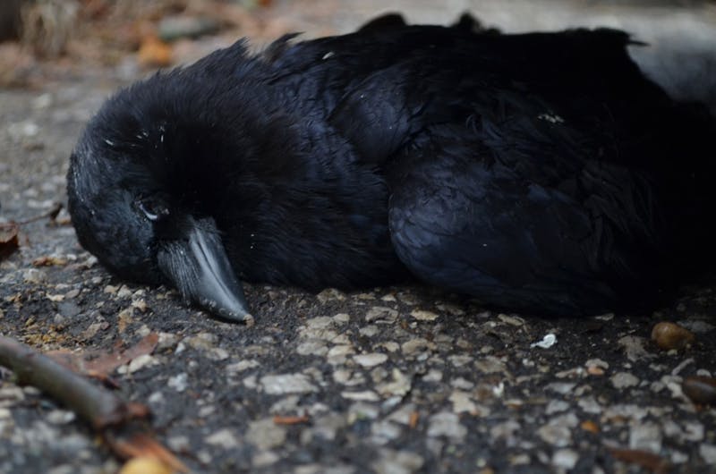 crow3.JPG - Indiana Daily Student