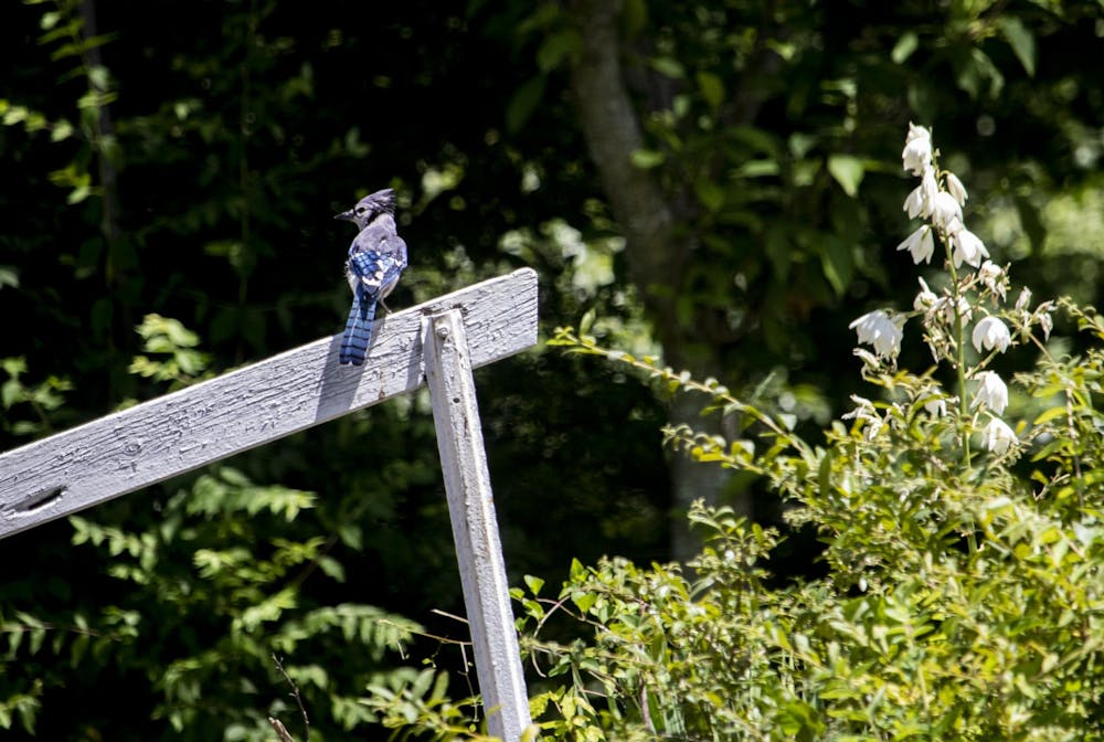 2020-06-23-deryn-bird-2