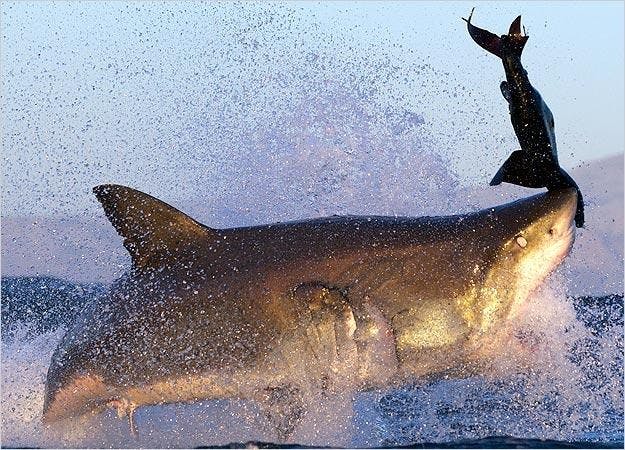 Shark Week 