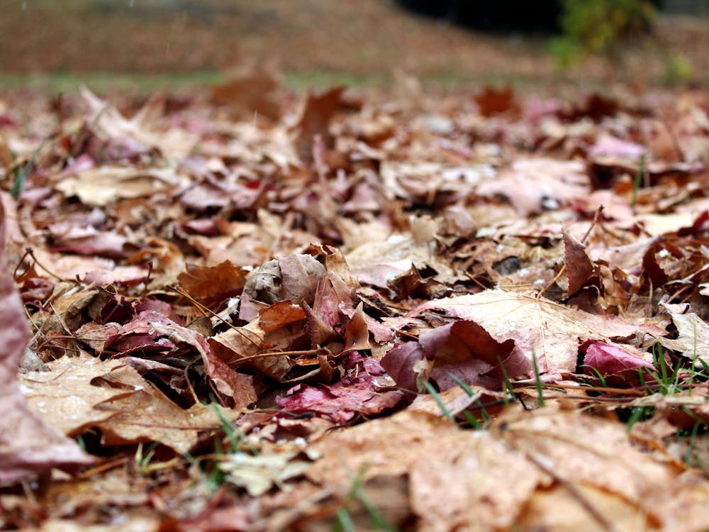 Fallen leaves are seen Nov. 14, 2022, on IU&#x27;s campus. A Rake-A-Thon was organized by the Habitat for Humanity organization at IU and lasted Nov. 11-13. 