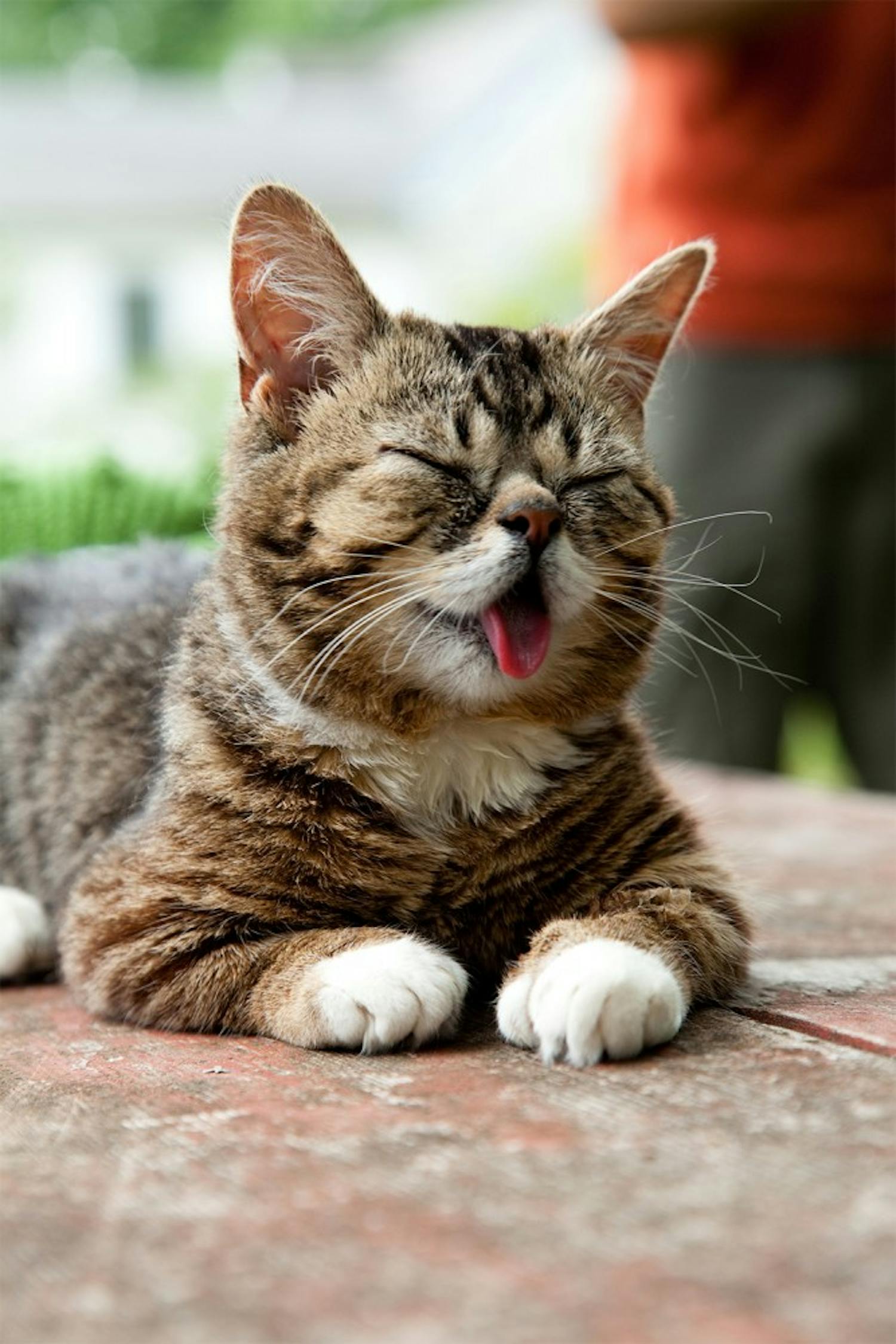 Lil' Bub is a celebrity cat who gained popularity due to her odd appearance.  The cat and her owner, Mike Bridavsky, both reside in Bloomington.