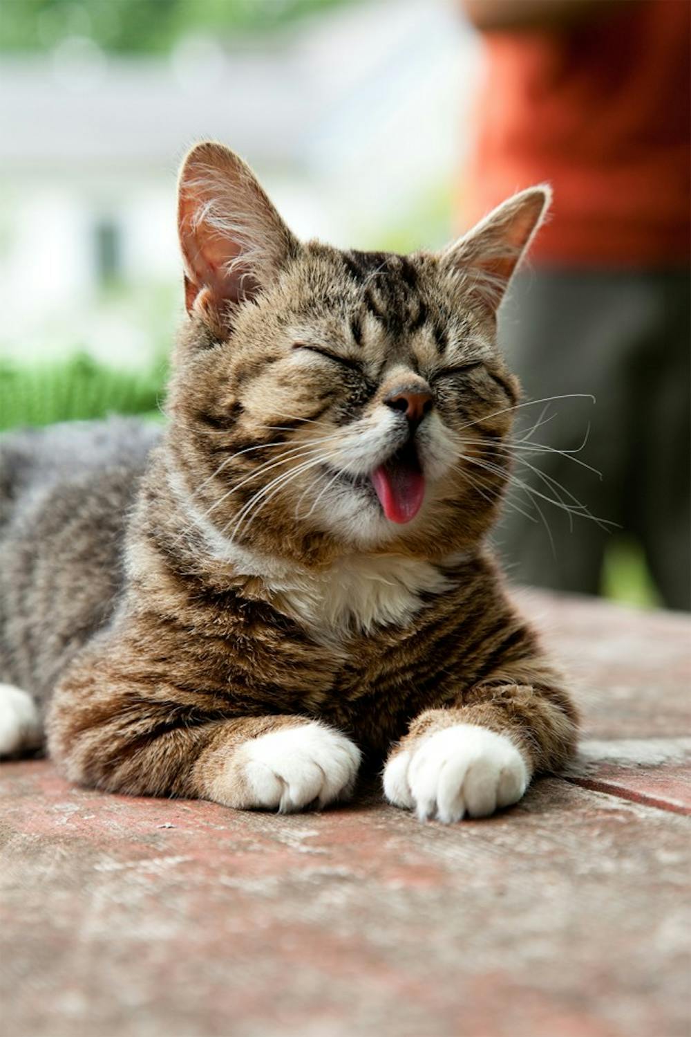 Lil' Bub is a celebrity cat who gained popularity due to her odd appearance.  The cat and her owner, Mike Bridavsky, both reside in Bloomington.