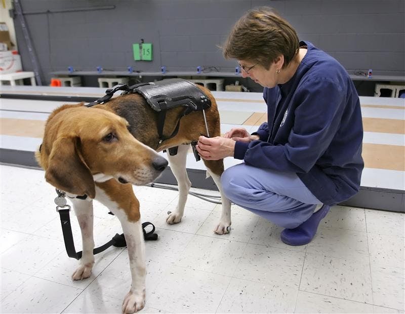 Kris Kazmierczak places a device called an exoskeleton on an older dog named Stella on Tuesday in a lab inside Lynn Hall of Veterinary Medicine on the campus of Purdue University in West Lafayette. The second generation exoskeleton was developed by Purdue students. It helps dogs with hip dysplasia walk more comfortably. Kazmierczak is a veterinarian technologist at Purdue. 