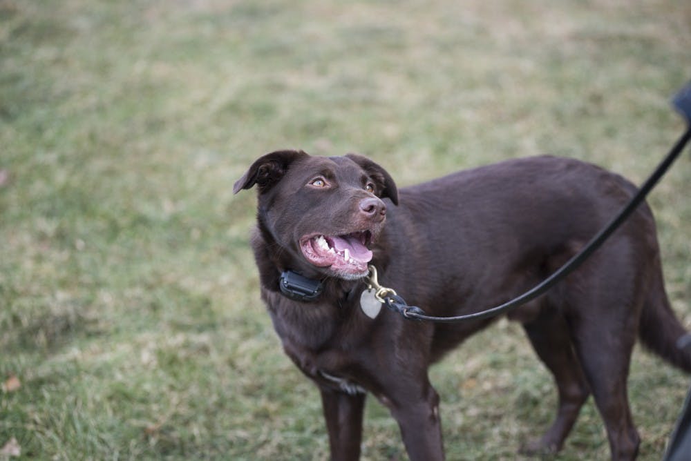 Zeus stands outside Simon Skjodt Assembly Hall after checking the area for bombs before the basketball game Tuesday. Zeus's commands, such as "sit" and "search," are given to him in Dutch so bystanders cannot also give him commands.