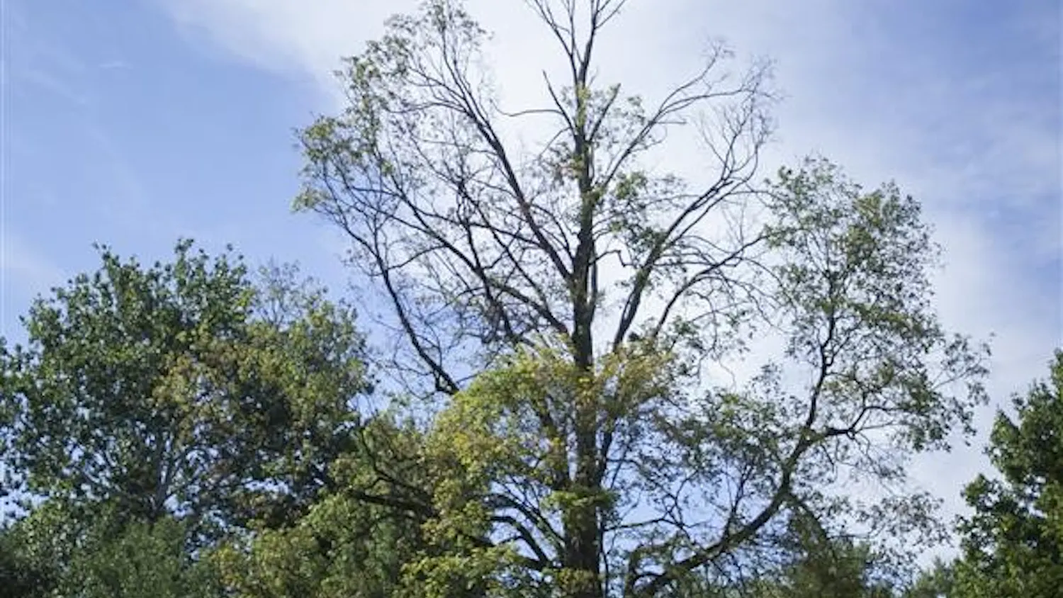 Schram_Trees