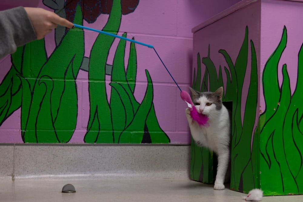 <p>Haku, a 7-year-old American Shorthair, plays with Bloomington High School North student Kalina May Jan. 24, 2023, at the Bloomington Animal Shelter on South Walnut St. May and her mother are going through the process of adopting Haku and plan to finalize the adoption Jan. 26, 2023.</p>