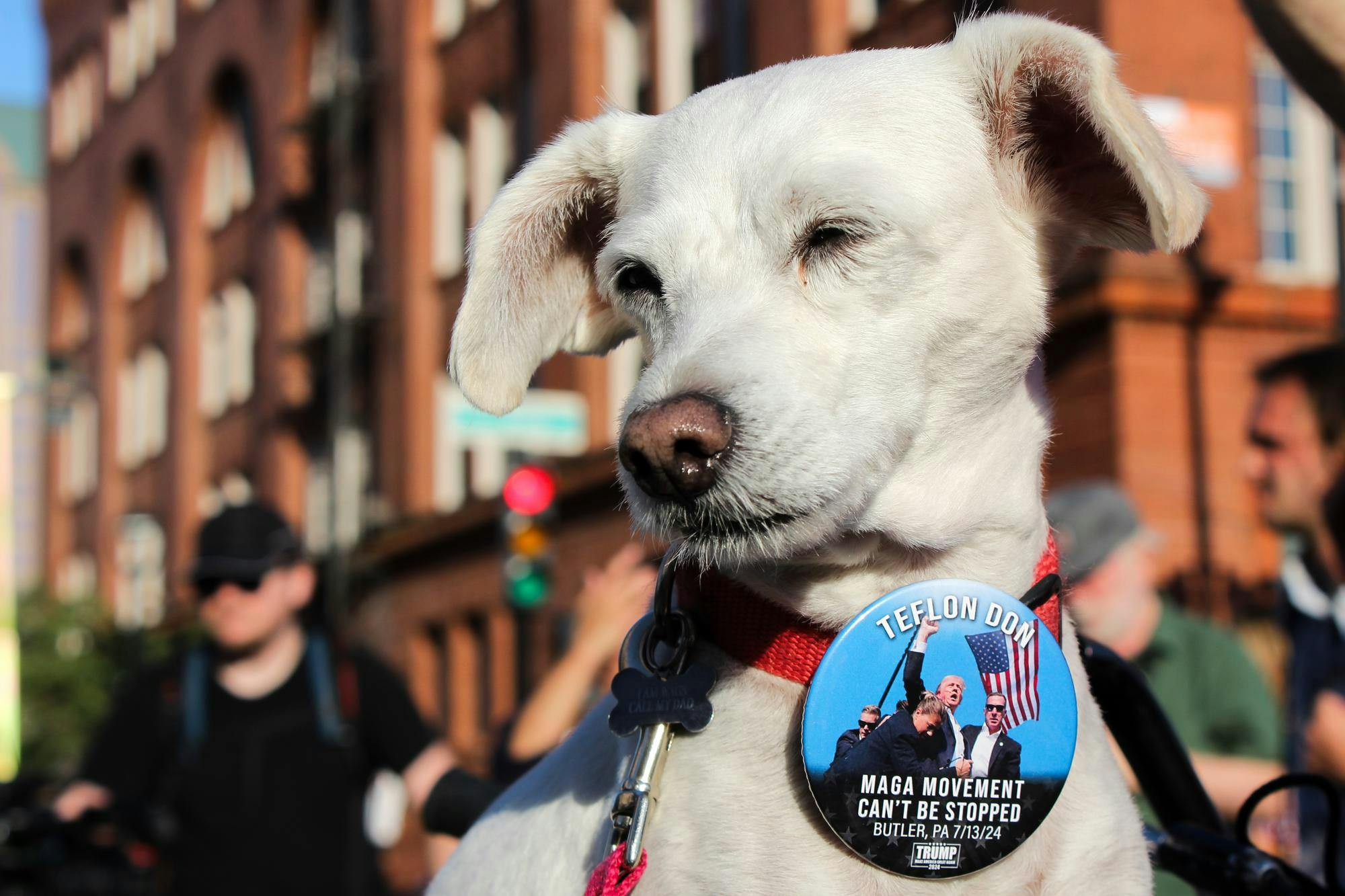 dog with trump button.jpg