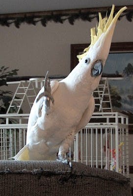 Dancing Cockatoo