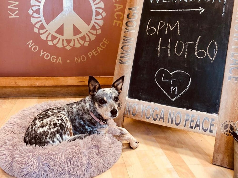 Matilda sits in front of a sign for a yoga class at Know Yoga Know Peace. The studio is leading one-hour virtual yoga sessions at 10 a.m. Sundays and 6 p.m. Wednesdays.