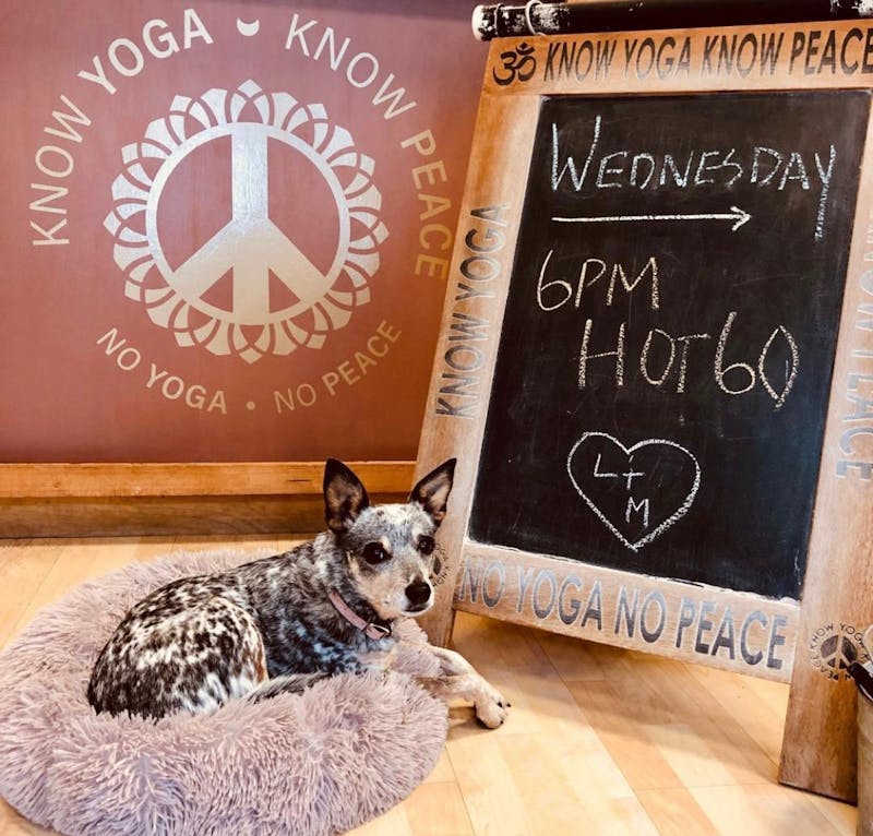 Matilda sits in front of a sign for a yoga class at Know Yoga Know Peace. The studio is leading one-hour virtual yoga sessions at 10 a.m. Sundays and 6 p.m. Wednesdays.