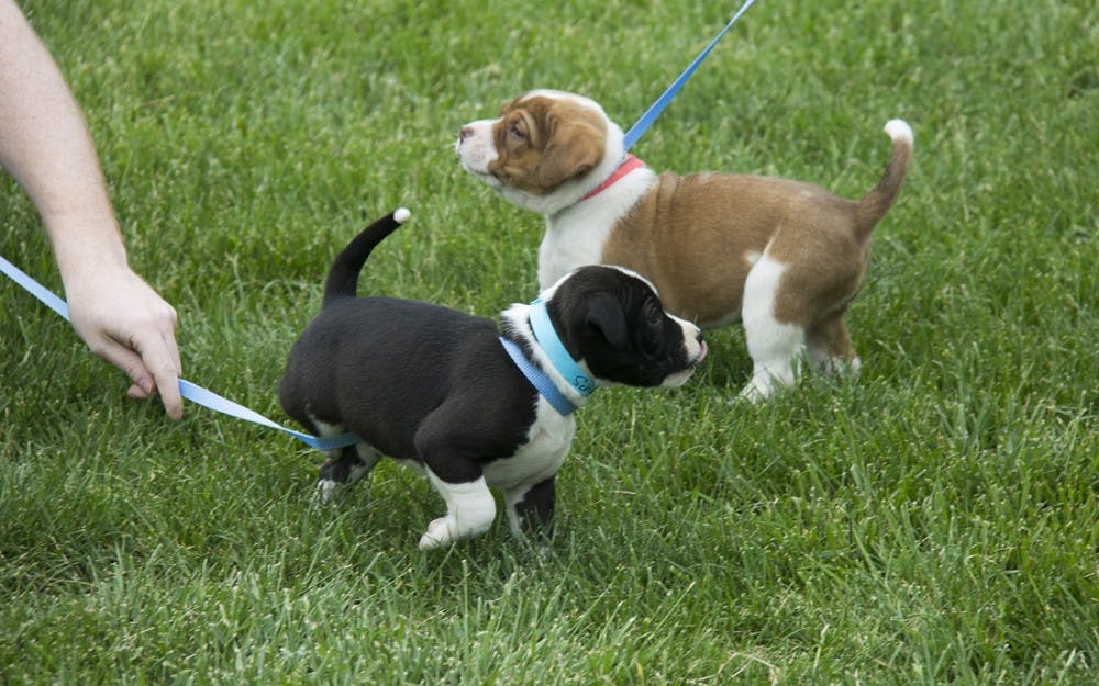 Schmear and Marmalade play together at the Rent-a-Puppy event. Both are six week old Border Collie puppies.