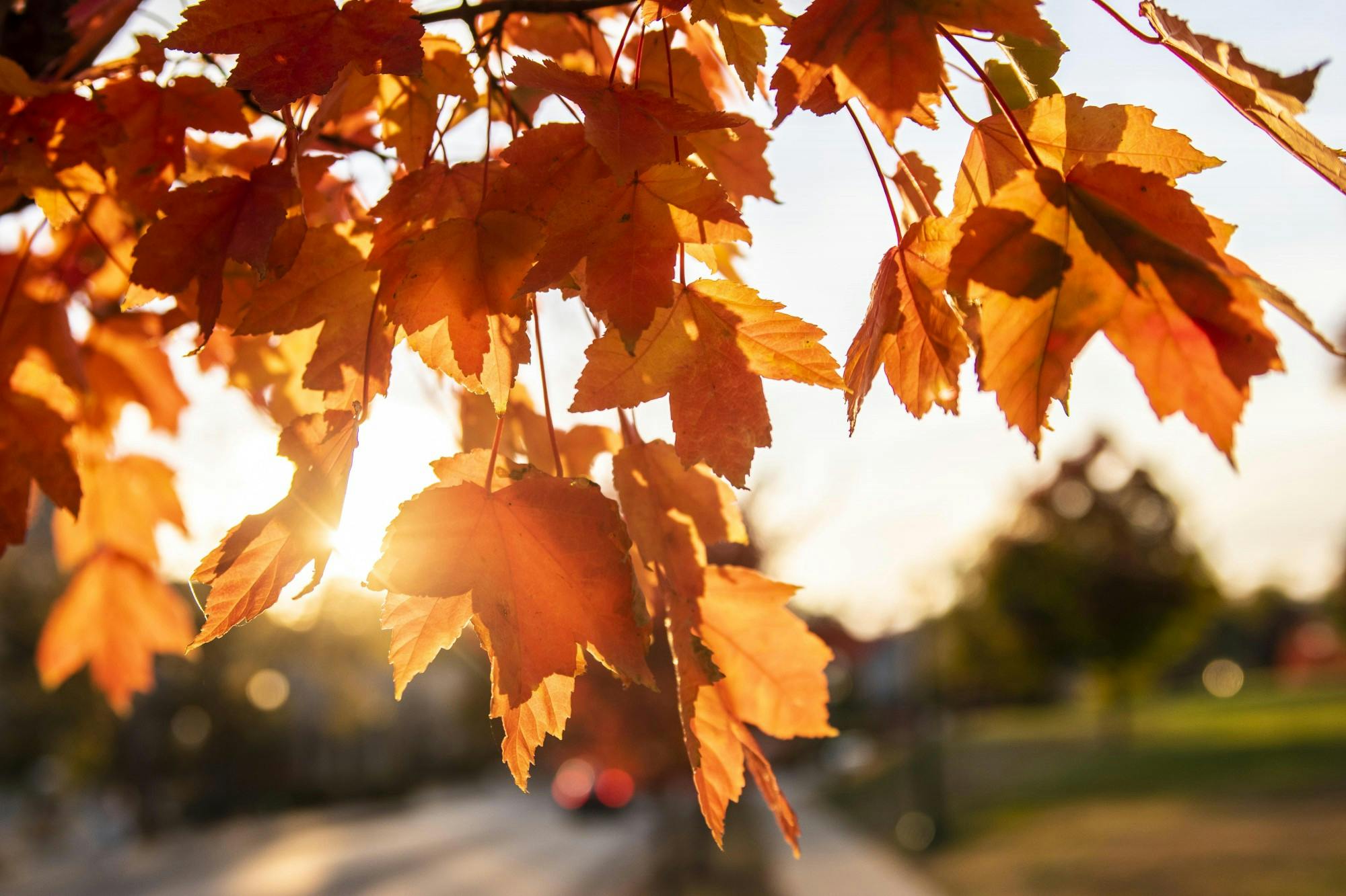 The sun sets Oct. 10 behind the leaves of a tree on Seventh Street.