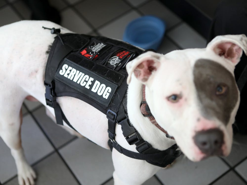 Mackenzie, a 3-year-old pit bull terrier mix, wears his service dog vest June 20, 2018, in Walnut Creek, California. Balance Week, a weeklong event put on by student organization Balance at Kelley, will be Monday through Thursday and include an event with service dogs.
