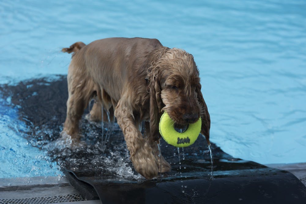 Drool in the Pool
