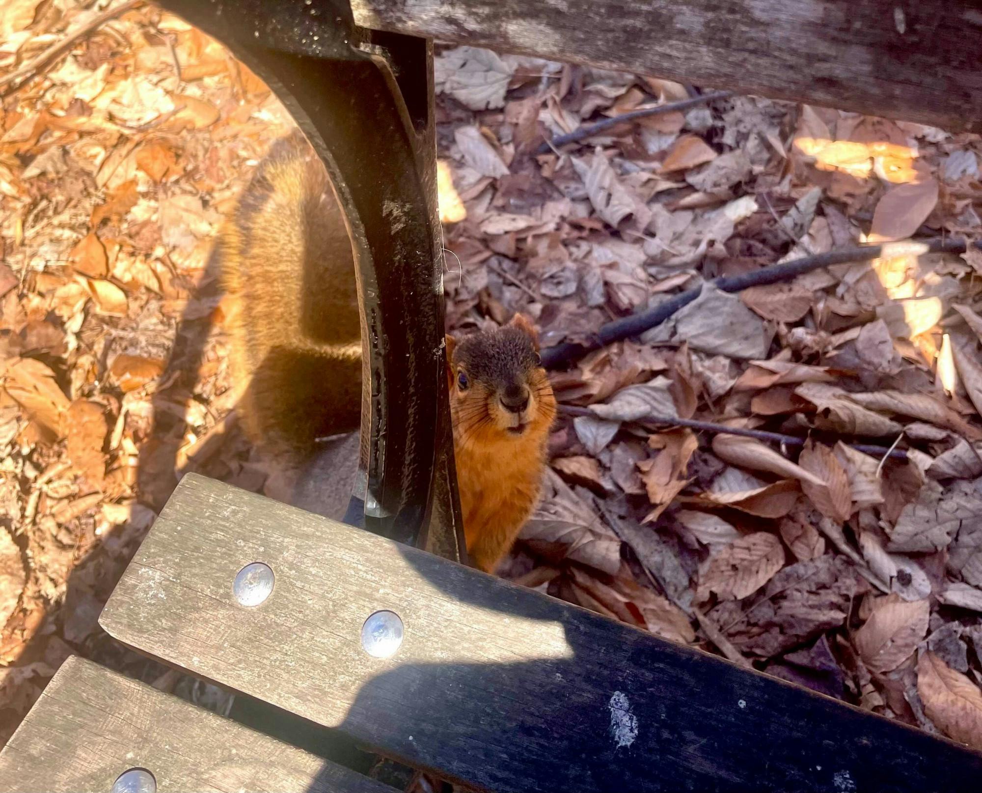 opsquirrels020623-png