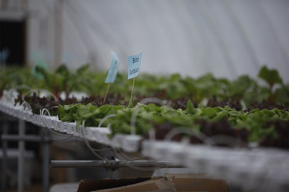 Crops of lettuce sit inside the Growing Opportunities greenhouse on Sunday.  The program is distibuting its lettuce to multiple local eateries, supermarkets, hospitals, and schools, and plans to sell other crops to them in the future.
