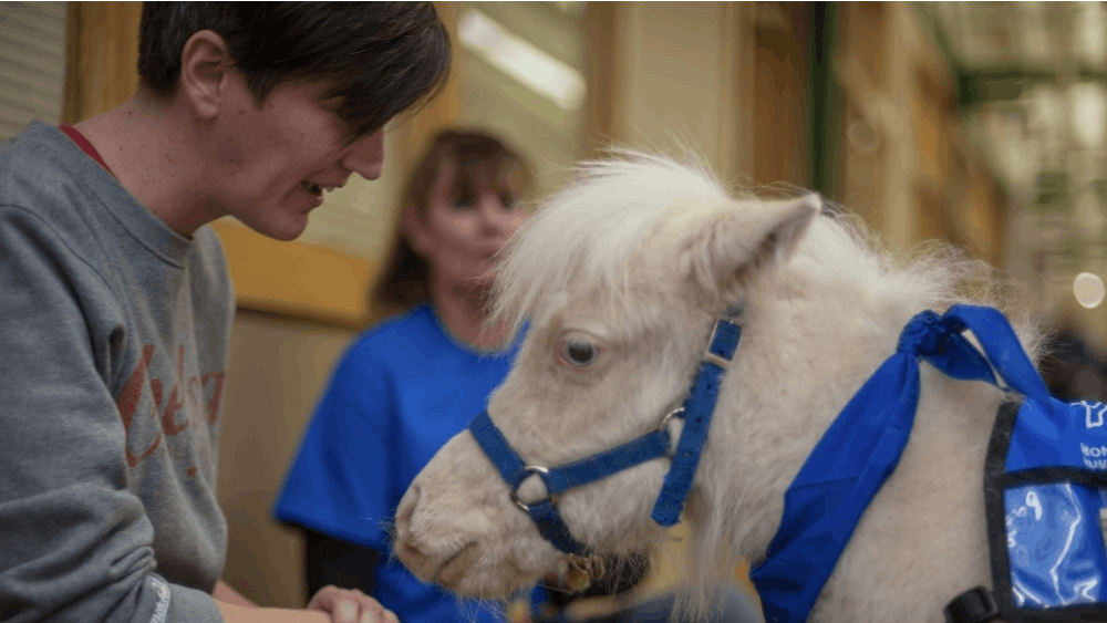 Little Man is an all-white miniature pony. Animals were delivered to local areas, like the LGBTQ+ Culture Center, to raise money for the Monroe County Humane Association.​
