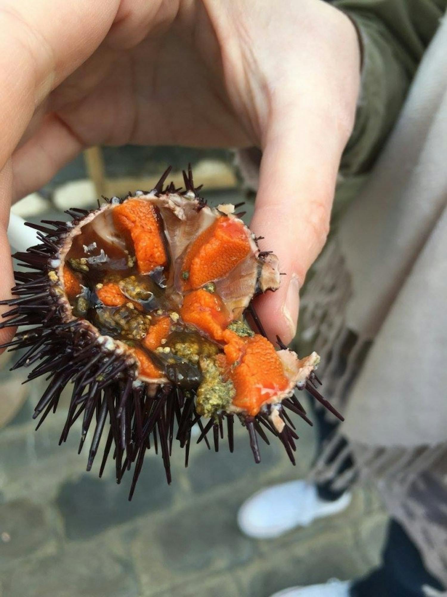 A sea urchin is cut open to expose the edible meat at the center. Booths offering fresh sea urchins and oysters populated the streets of Cadiz, Spain.