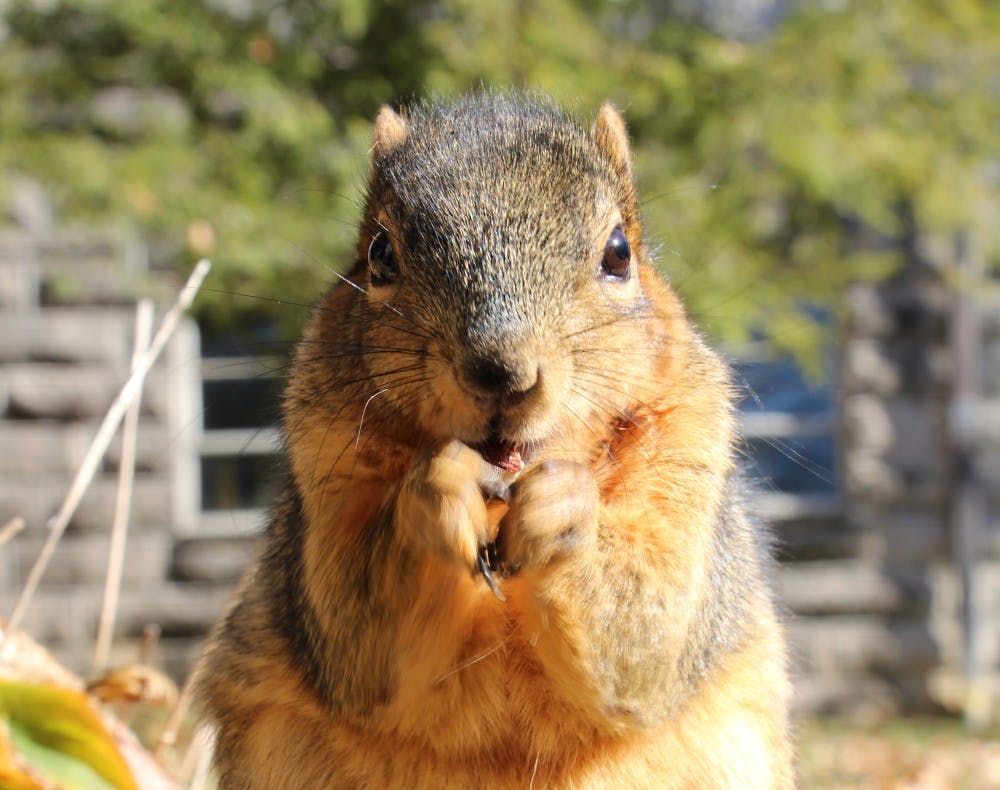<p>Bear the squirrel eats a nut Nov. 10 near the Kirkwood Observatory.&nbsp;</p>