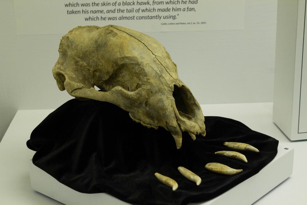 A Black bear skull is on display at the Animal-Spirit Human exhibit Oct. 16 in the Glenn A. Black Laboratory of Archaeology. The Glenn A. Black research laboratory received a grant Sept. 21 that will help preserve Native American artifacts from a site called Angel Mounds near Evansville, Indiana.&nbsp;