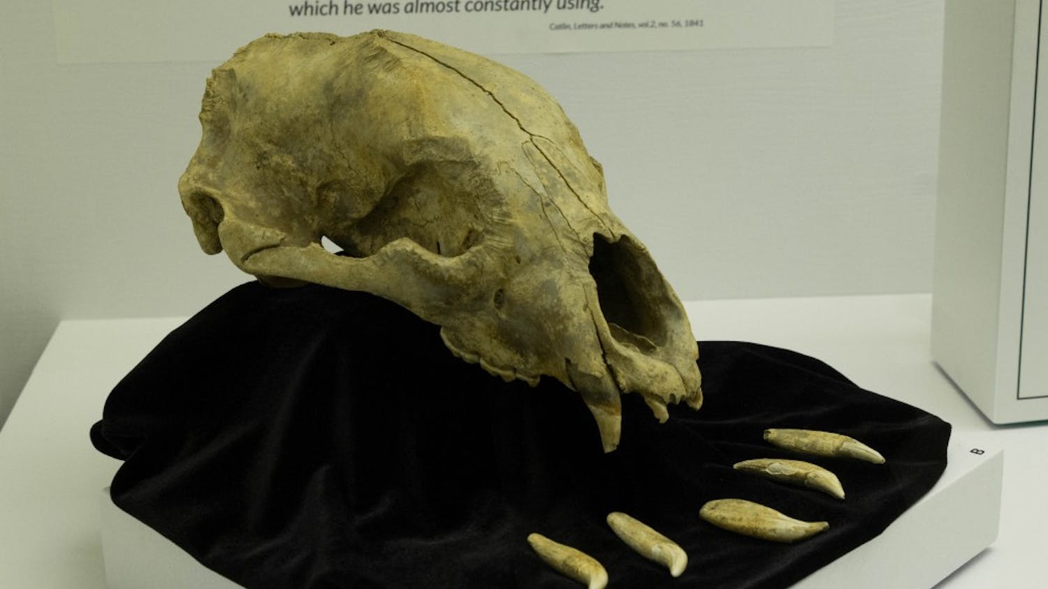 A Black bear skull is on display at the Animal-Spirit Human exhibit Oct. 16 in the Glenn A. Black Laboratory of Archaeology. The Glenn A. Black research laboratory received a grant Sept. 21 that will help preserve Native American artifacts from a site called Angel Mounds near Evansville, Indiana. 