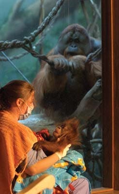 Motherless Baby Orangutan 