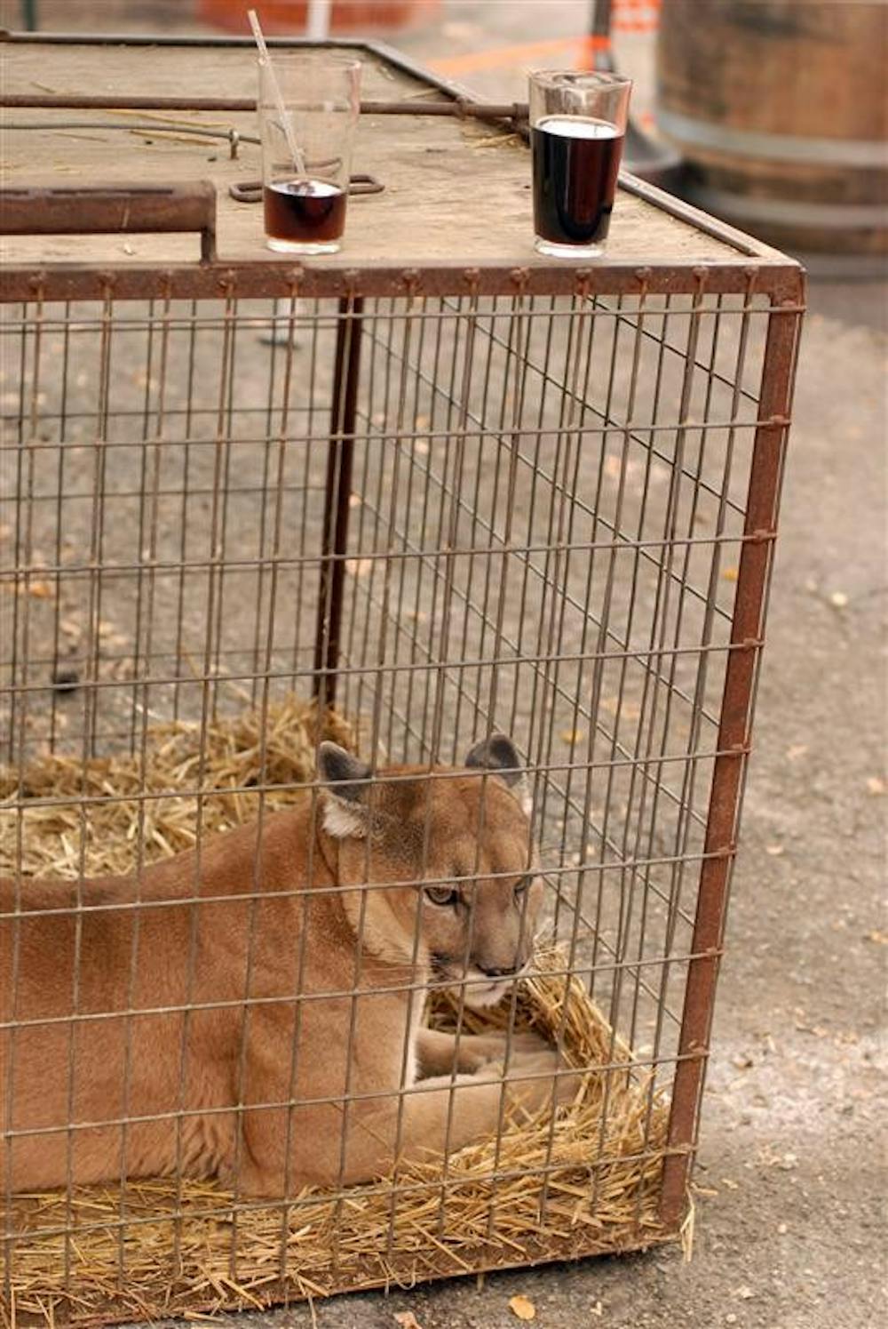 Cody, a cougar saved by the Exotic Feline Rescue Center, sits in his cage under beers that were sold in support of the center at a fundraiser Saturday afternoon at Upland Brewery. 