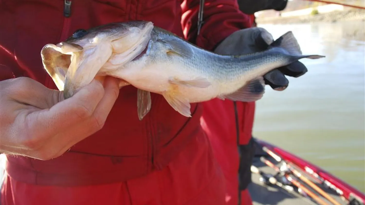 Bass Fishing