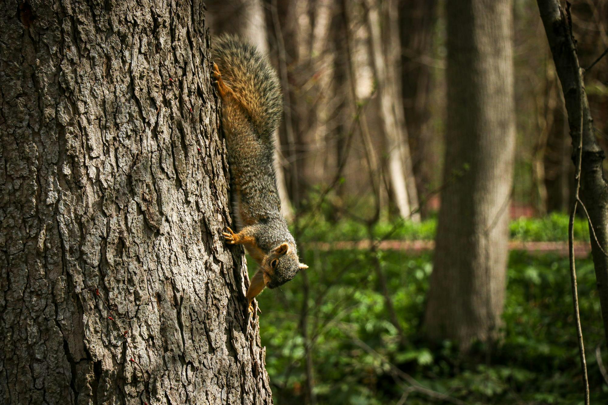 entsquirrels050625.jpg