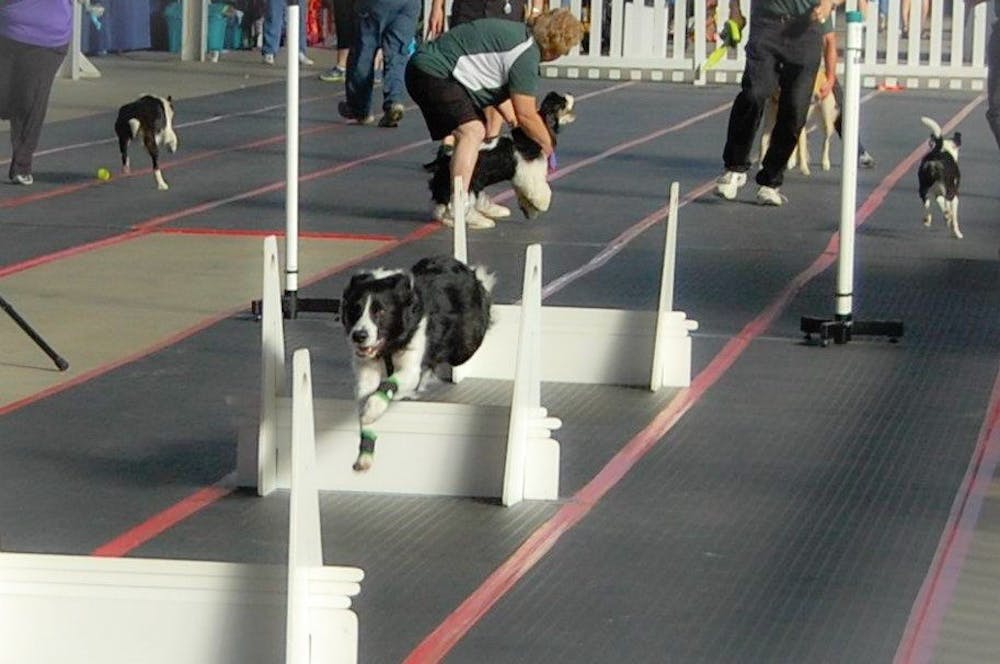 As trainers prepare the next dog behind the start/finish line, a dog leaps one of four hurdles on the 51-foot flyball track.&nbsp;