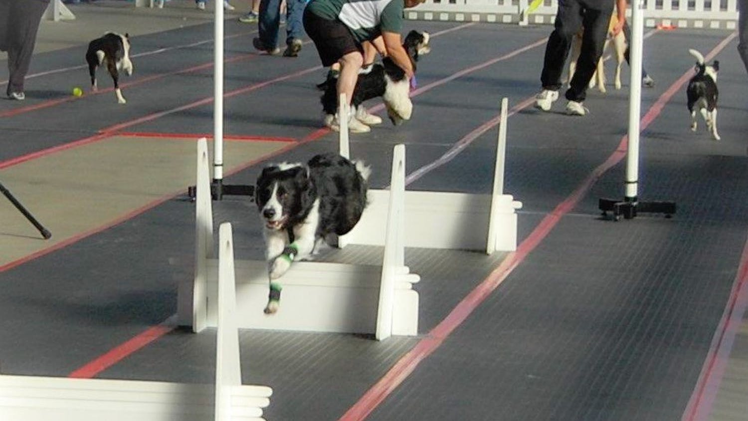 As trainers prepare the next dog behind the start/finish line, a dog leaps one of four hurdles on the 51-foot flyball track.&nbsp;