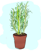 Rosemary.png