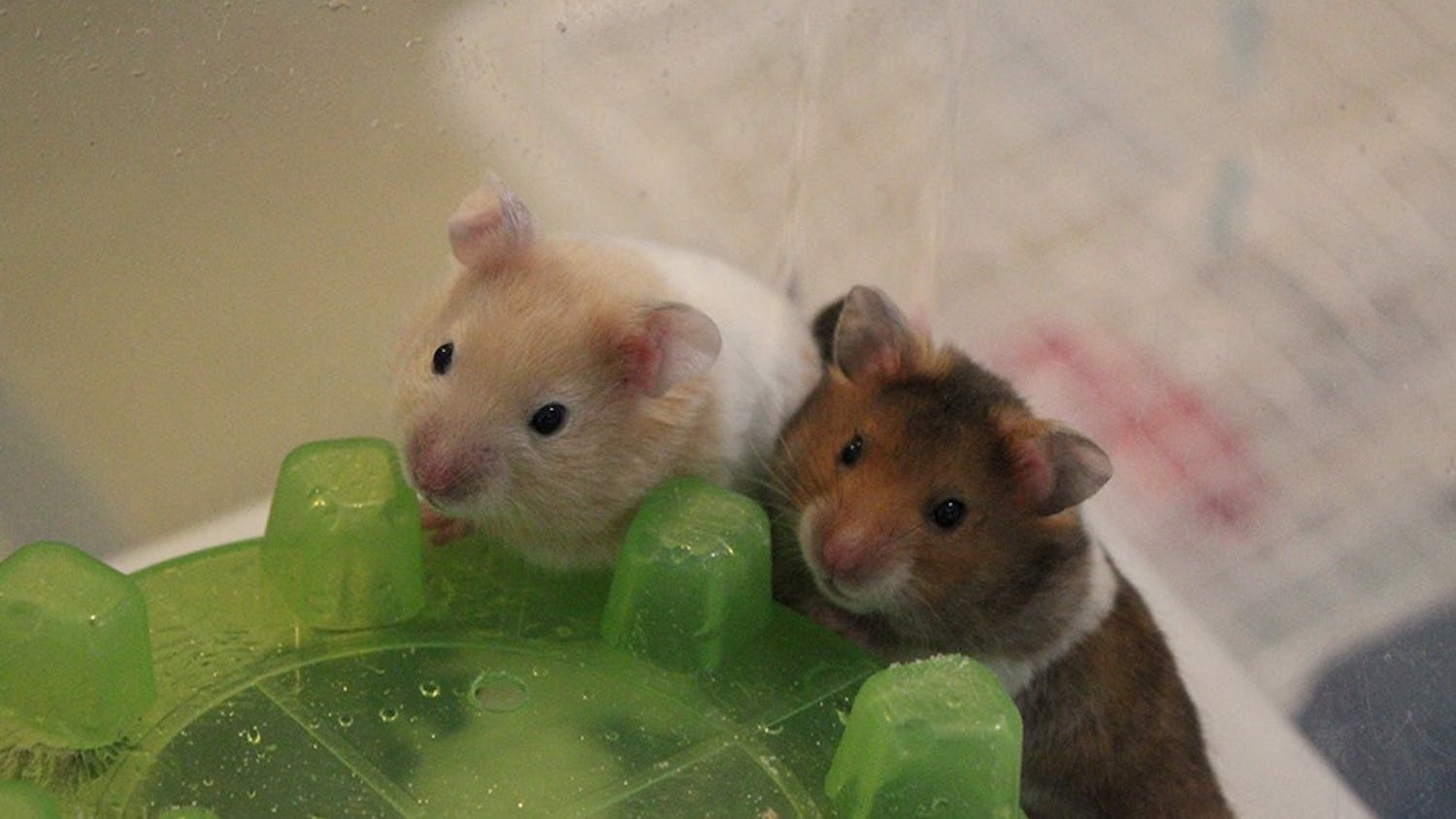 Two hamsters who were rescued by the Pipsqueakery from Flagler County, Florida, play in their cage June 7. The hamsters came from a group of more than 100. 