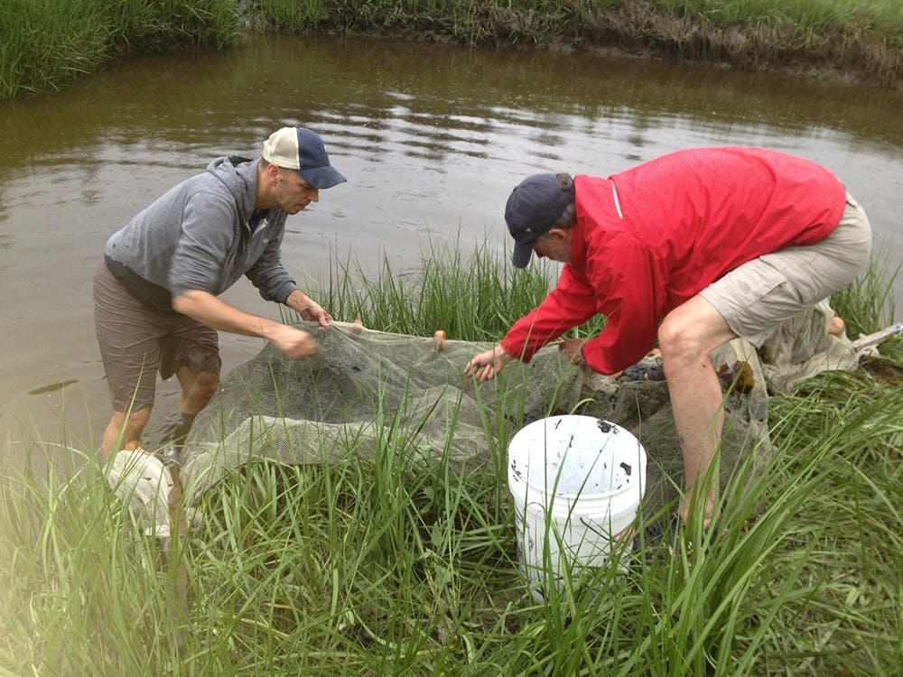 Joe Shaw, left, and Bruce Stanton seine for killifish at the Callahan Mine Superfund site in Maine.