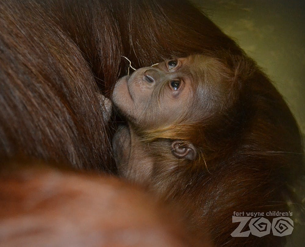 A baby Sumatran orangutan was born at the Fort Wayne Children's Zoo and is the first to be born in the United States this year.
