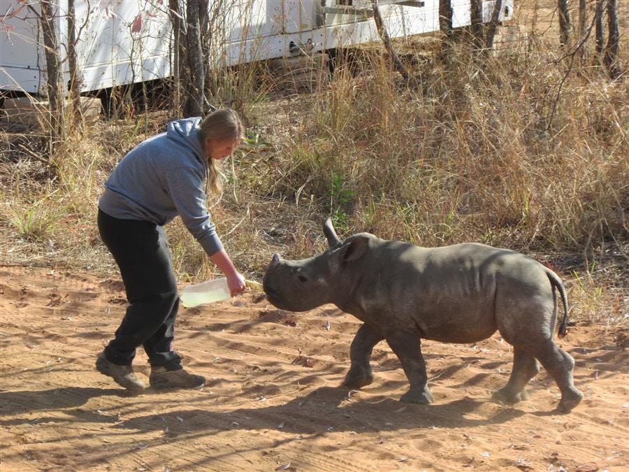 caRhino