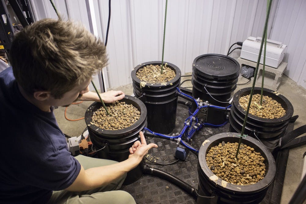 2月6日，凯尔·比尔曼（Kyle Billman）在金叶水培室内花园供应中心展示了他为西红柿植物设置的水培系统。一个装有水的容器流入装有植物的容器，为植物提供所需的营养。