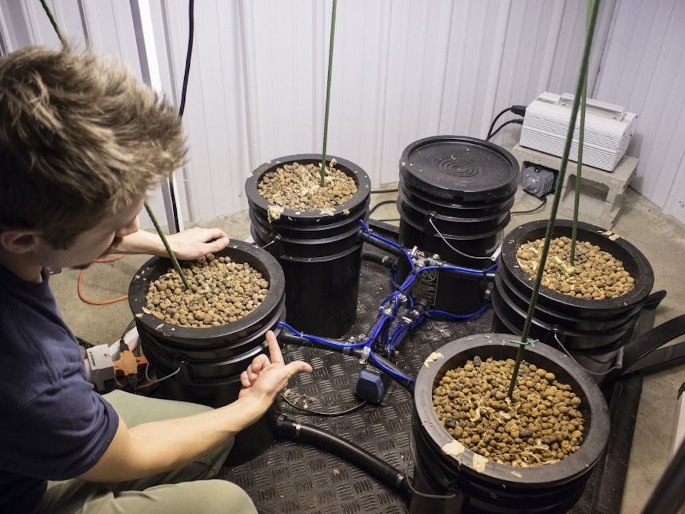 Kyle Billman shows the hydroponics system he has set up for his tomato plants Feb. 6 in Goldleaf Hydroponics Indoor Garden Supply. A container with the water flows into the containers with the plants, giving them the nutrients they need.