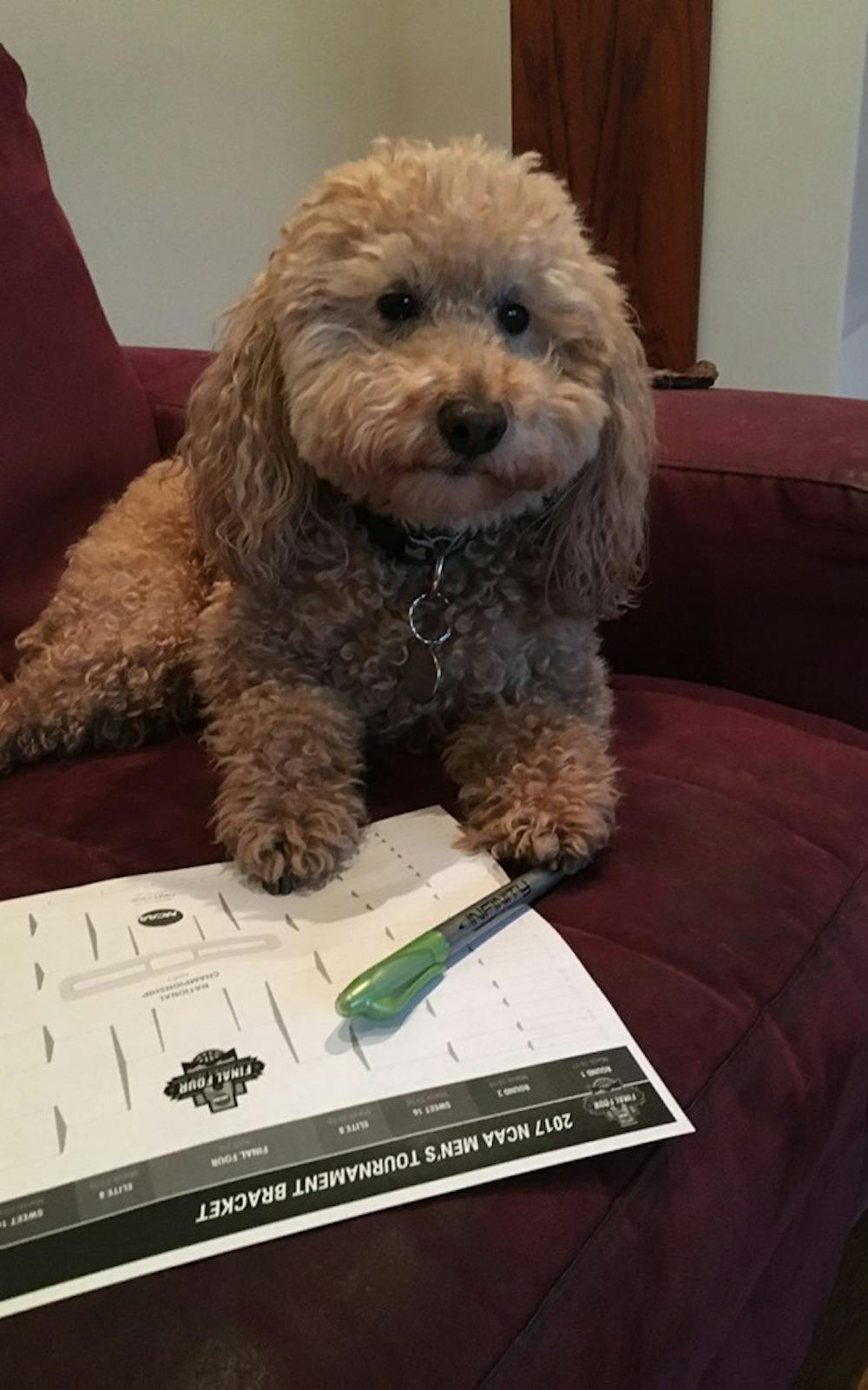 Rascal Gottfried gets set to make his picks for his NCAA March Madness bracket. He, along with all other college basketball fans, will fill it out early next week after selection Sunday.