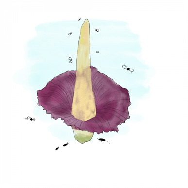 CorpseFlower.png