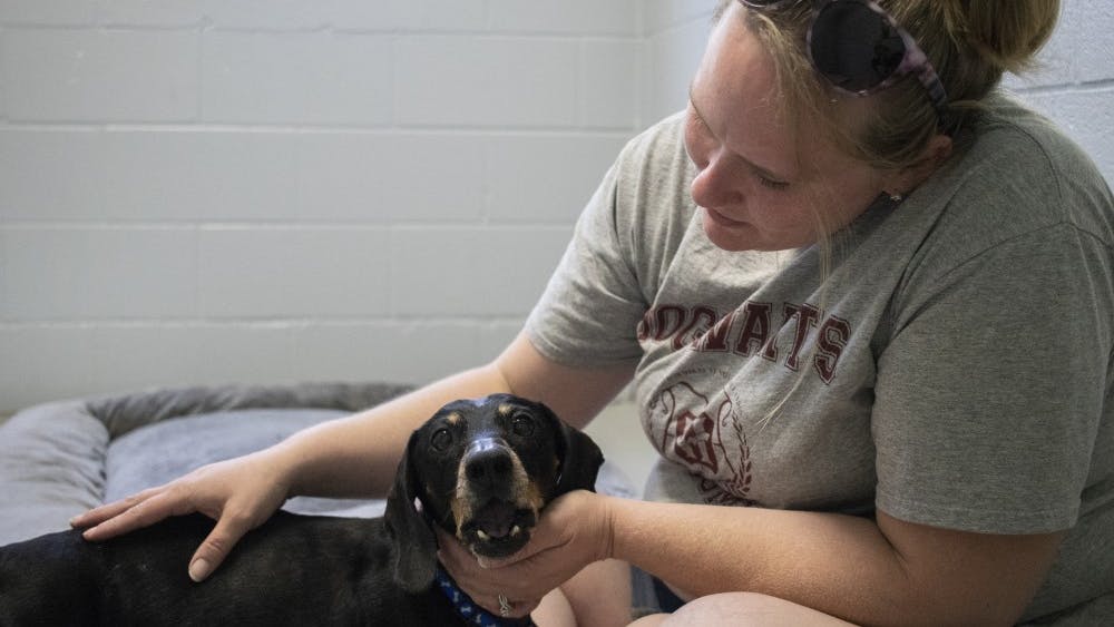 Bloomington resident Daniale Sciscoe pets dachshund Rocks on June 26 at Bloomington Care and Control. “I’m always looking for smaller dogs,” she said.
