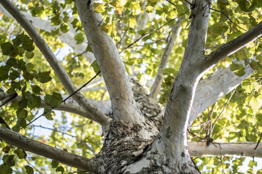 Sycamore Tree, IMU