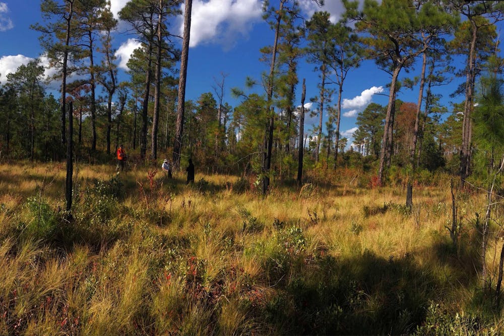 <p>Researchers collect tree ring data in March 2017 in a field of longleaf pine trees in North Carolina. A team of IU researchers lead by IU geography professor Justin Maxwell recently published a study on tropical cyclone precipitation, which may aid disaster planning for coastal communities facing unprecedented rainfall from hurricanes.</p>