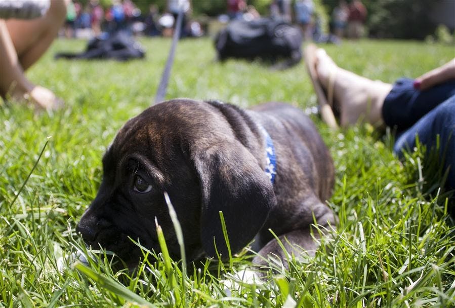 Rent-a-Puppy