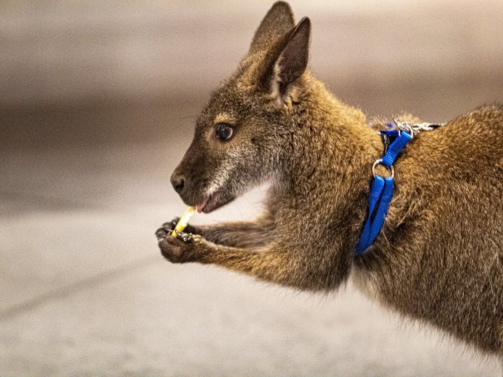 Gamie the wallaby eats a cracker March 10 in the FAR Center for Contemporary Arts building on Fourth Street. The event raised $1,075.27. 