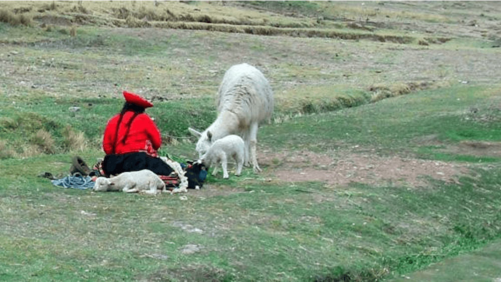 A Quechuan woman sits with alpaca as she waits for tourists to take her photo for money. 