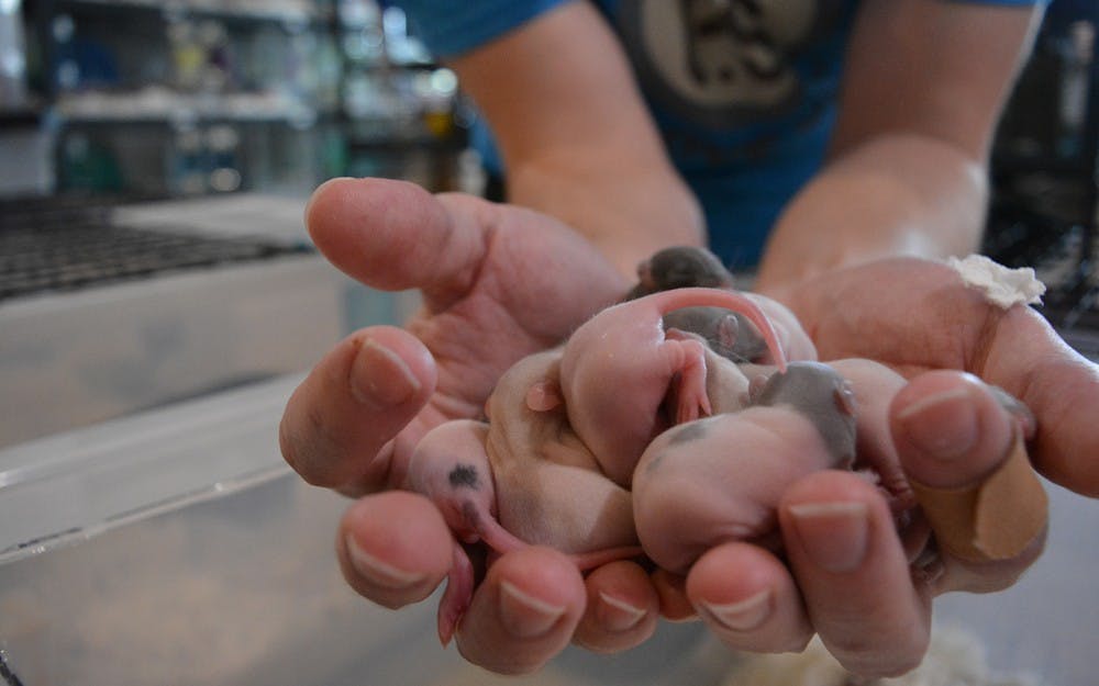 Jason Minstersinly&nbsp;holds the babies of Kelpie the rat in his hands. Kelpie's 13-baby litter is on the high side of normal, Minstersinly said.