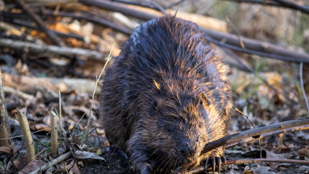 A beaver, affectionately nicknamed &quot;BB&quot; is seen Nov. 14, 2022, near East Seventh Street. According to Department Natural Resources the Beaver is the largest rodent in North America. 